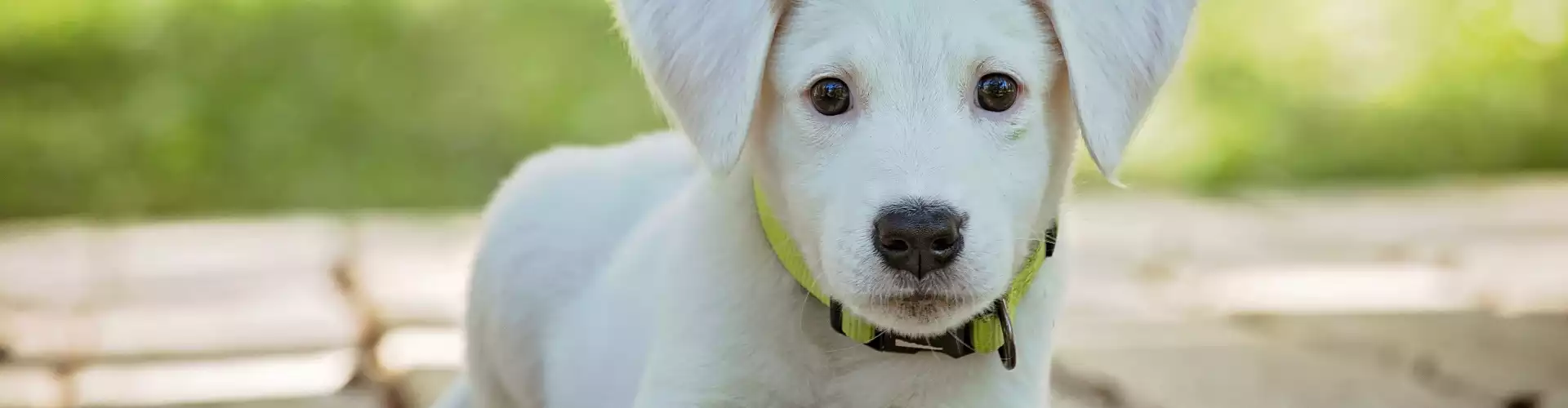 Sonido curativo para animales